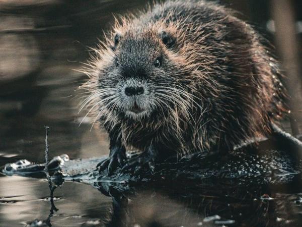 Lentewandeling Klein Schijn © Pexels