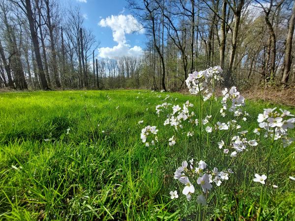Lentewandeling Asbroek © Peter Van de Vijvere