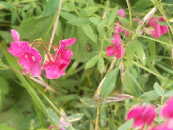 Lentewandeling Wijtschot © Fonne Bruggemans