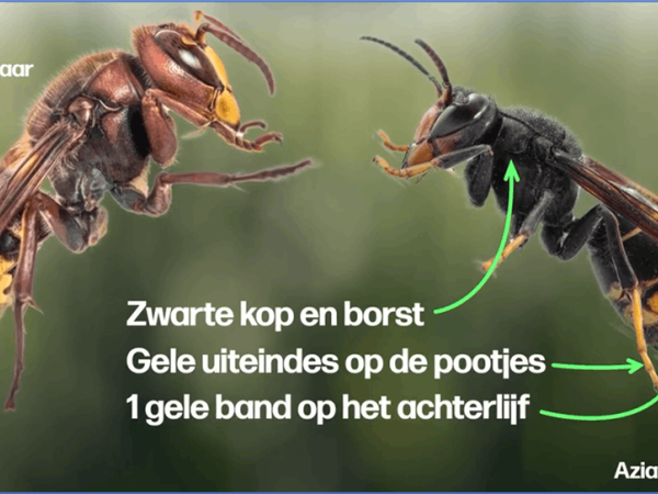Infosessie Aziatische Hoornaar © VRT news