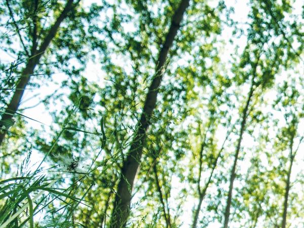 Festival onder de bomen  26/6