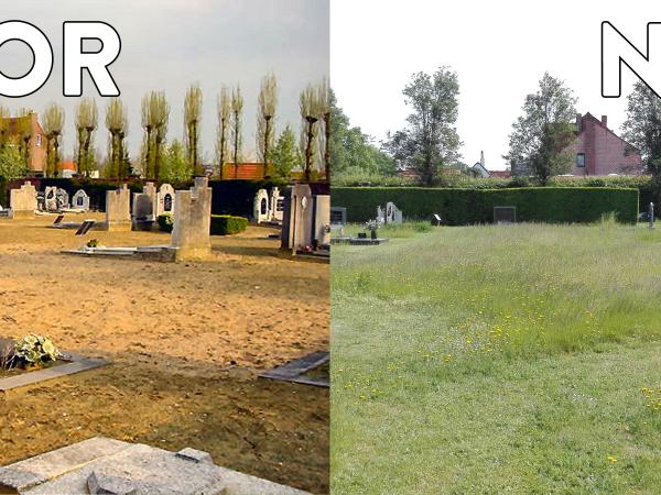 Maaibeleid helpt bijen en insecten