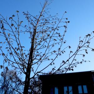 Primeur: Schoten plant Facebookboom